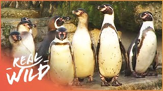 The Zoo Prepares For Chicks After Successful Penguin Mating Season  Zoo Days EP16 [upl. by Goldsworthy]