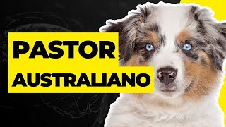 PASTOR AUSTRALIANO CARACTERÍSTICAS HISTORIA Y CUIDADOS [upl. by Oleic]