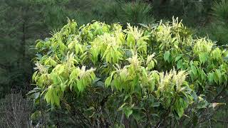 オキナワジイ（ブナ科） Castanopsis sieboldii subsp lutchuensis 2024年2月 沖縄本島 [upl. by Light]