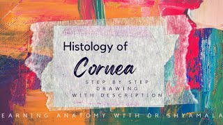 Histology of Cornea Step by step drawing with description [upl. by Norret]