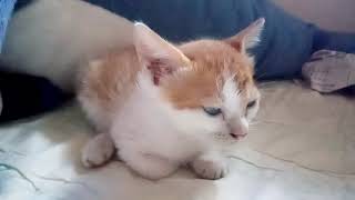 kitten falling asleep to Neco Arc sounds [upl. by Rodman]