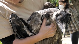 Deux poussins gypaètes barbus introduits en Corse [upl. by Aicnerolf]