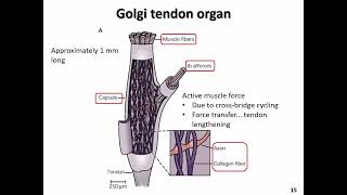 NEUR 2000 Somatosensory Part 2 slides 13 17 [upl. by Ysied]