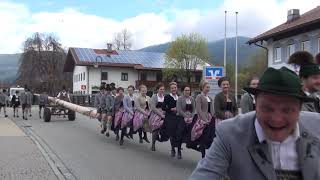 Maibaum  Aufstellen in Inzell Dem Urlaubsort in Oberbayern 30042023 [upl. by Noral]