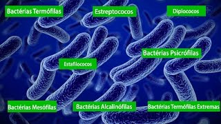 Biologia  Vírus e Bactéria  34 [upl. by Holleran773]