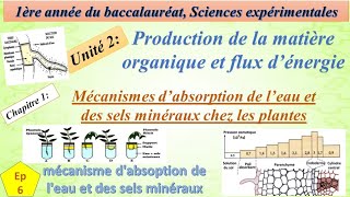 1BSEFU2CH1EP6mécanisme dabsoption de leau et des sels minéraux [upl. by Yantruoc698]