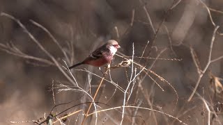 4K video of Uragus sibiricus ベニマシコ [upl. by Afesoj340]