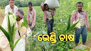 ଲାଭ ଦାୟକ ପସଲ ଭେଣ୍ଡି ଚାଷ  Lady finger farming [upl. by Nedac]