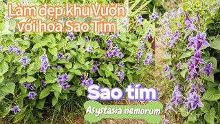 Hoa Sao Tím Asystasia nemorum  Biểu Tượng Của Sự Thanh Khiết Và Sức Sống Bền Bỉ [upl. by Reagen]