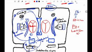 Neuroscience Basal Gangelia Direct Pathway [upl. by Nolrah]