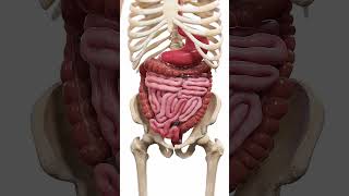 🍽️ Peristalsis The WaveLike Motion of Digestion 🍽️ anatomy [upl. by Den]