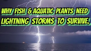 Why Lightning Storms Are Crucial For Your Fish Shrimp amp Aquariums Plants [upl. by Mesics]