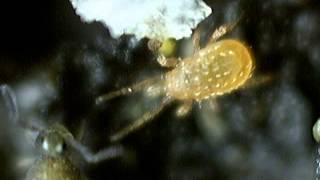 Mesostigmata vs collembola sminthuridae [upl. by Auos378]