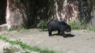 Bär im Zoo Nürnberg [upl. by Adi527]