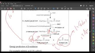 L59 Fatty acid oxidation [upl. by Obadias]