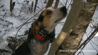 Beagle Boys Rabbit Hunting  Martin Luther King Weekend 2014 [upl. by Rima194]