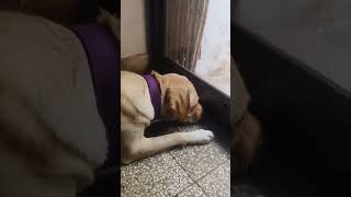 Bela ke dost music phonk beats funny petlovers funnyanimals viralvideo [upl. by Ayoras286]