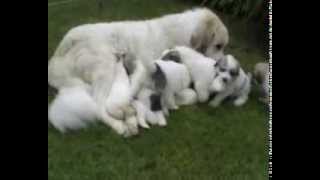 Pyrenean Mountain Dogs  Great Pyrenees Puppies  Penellcy [upl. by Amil]