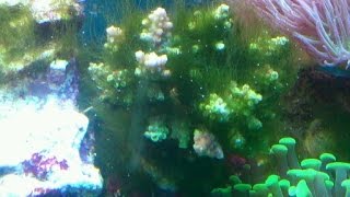 How to remove green hair algae from a reef tank [upl. by Albin390]