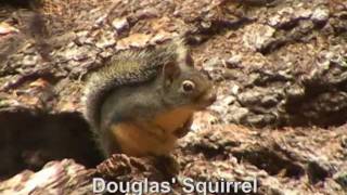 Douglas Squirrel [upl. by Kim]