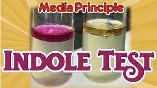 Indole Test Principle II Biochemical test II Microbiology Media II Practical [upl. by Bryana]