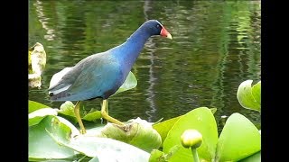 Purple Gallinule Everglades National Park [upl. by Enaitsirk777]