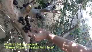 Full Grown Mature Jaboticaba Tree in Phoenix Arizona [upl. by Aled]