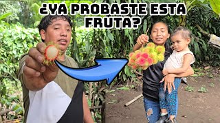 Peluda Licha Achotio Rambutan Mamón  ¿Como Conoces Esta Fruta [upl. by Antipas]