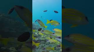 Biyadhoo Island Resort Snorkeling  1 Minute Of Underwater Relaxation [upl. by Ydnirb]