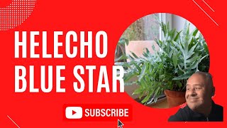 HELECHO BLUE STAR  Phlebodium aureum  Como cultivar este hermoso Helecho Azul  Polypodium 🌿🎍 [upl. by Llerod]