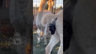 Amazing Alpaca Baby Birth 🤎🦙🤎 alpaca babyanimal farm [upl. by Eniamzaj971]