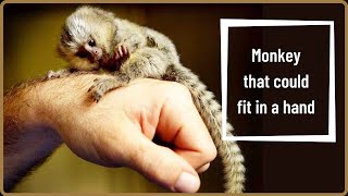 Pygmy Marmoset  Finger Monkey  The Worlds Smallest Monkey [upl. by Adehsar]