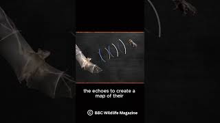 How do Bats echolocate [upl. by Ayetal]