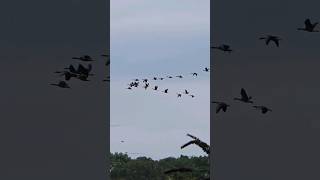 V formation Canadian geese flying over birds nature canadiangeese flyingskills [upl. by Euh613]