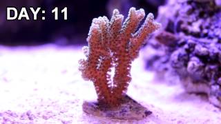 Birds Nest Coral Under LED Aquarium Light Time Lapse [upl. by Charlot246]