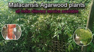 Agarwood plantsaquilaria malacansis variety farming agarwood tamilnadu karnataka andrapradesh [upl. by Nyram]