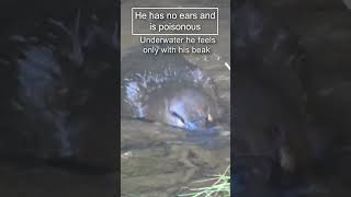 Platypus The most unusual animal in the world 😍 animals nature platypus [upl. by Crane726]