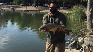 Fall 2020 Hellyer Park Carp fishing [upl. by Amzu]