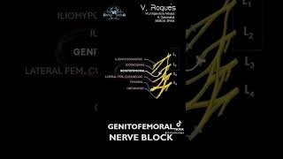 Genitofemoral nerve block [upl. by Ahsitan590]