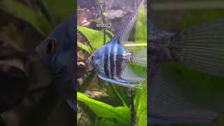 WONDERFUL SCALARE LONGFIN Pterophyllum ANGELFiSH BLUE DiAMOND 💎💎🎬🎬BEST FiSCHskalar angelfish [upl. by Clemen]