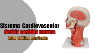 Uma visão geral da artéria carótida externa  Anatomia  Anatomia Humana [upl. by Winfrid]