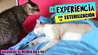 Operé a mis TRES Gatos Mi EXPERIENCIA con GATOS recién ESTERILIZADOS DivertiCats [upl. by Aronow52]