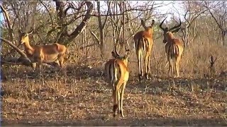 African Wildlife HD Part 1  South Africa Kruger Park 24  Travel Channel [upl. by Massimo]