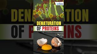 Denaturation Of Proteins  Science By swatimaam [upl. by Desdee]