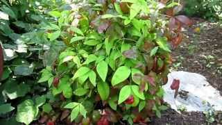 Dwarf Nandina quotFire Powerquot  Lisas Landscape amp Design quotPlant Pick of the Dayquot [upl. by Jaf]