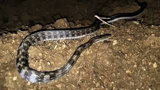 common Castoes Coral Snake in the world [upl. by Heron261]