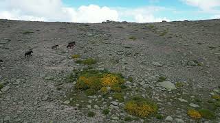 Caballos y Potro SALVAJES en La Sierra de Béjar  Dron FPV 4K Vida rural Wild horses and foal [upl. by Anastas707]