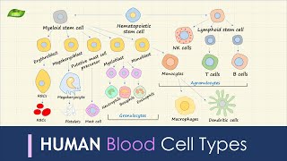 Human Blood Cell Types  Immunology  Basic Science Series [upl. by Ekaj]