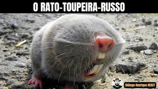 O Ratotoupeirarusso Biólogo Henrique REACT [upl. by Farrica]