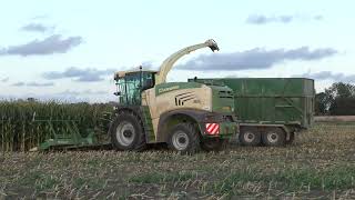 Maize 2024  Krone Big X 630 Forager Chopping Maize [upl. by Winchester430]